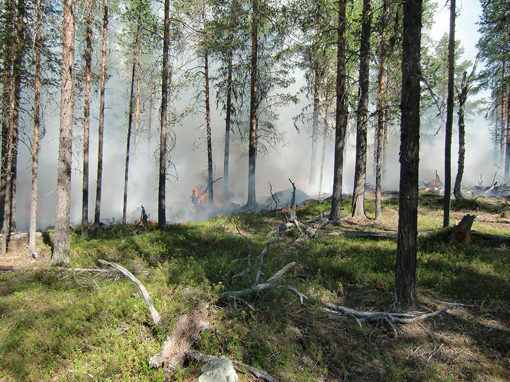 Naturvårdsbränning 2014 1000.jpg
