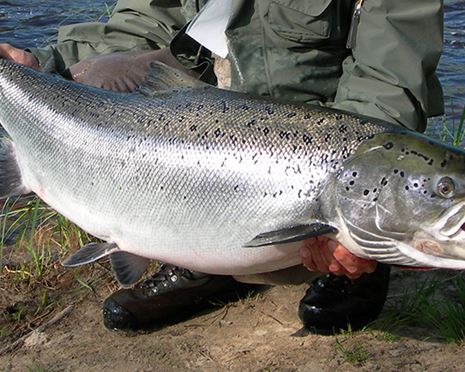 Meet the salmon in Mörrum