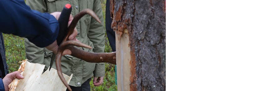 Barktäkter – samiska kulturspår i den norrländska skogen