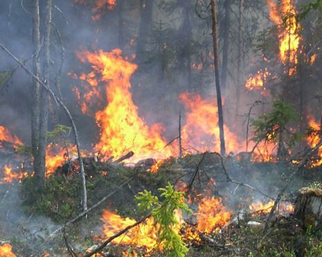 Skogen befinner sig i ständig förändring