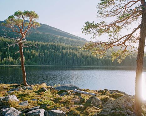 Ekopark Håckren - fjällnära vildmark