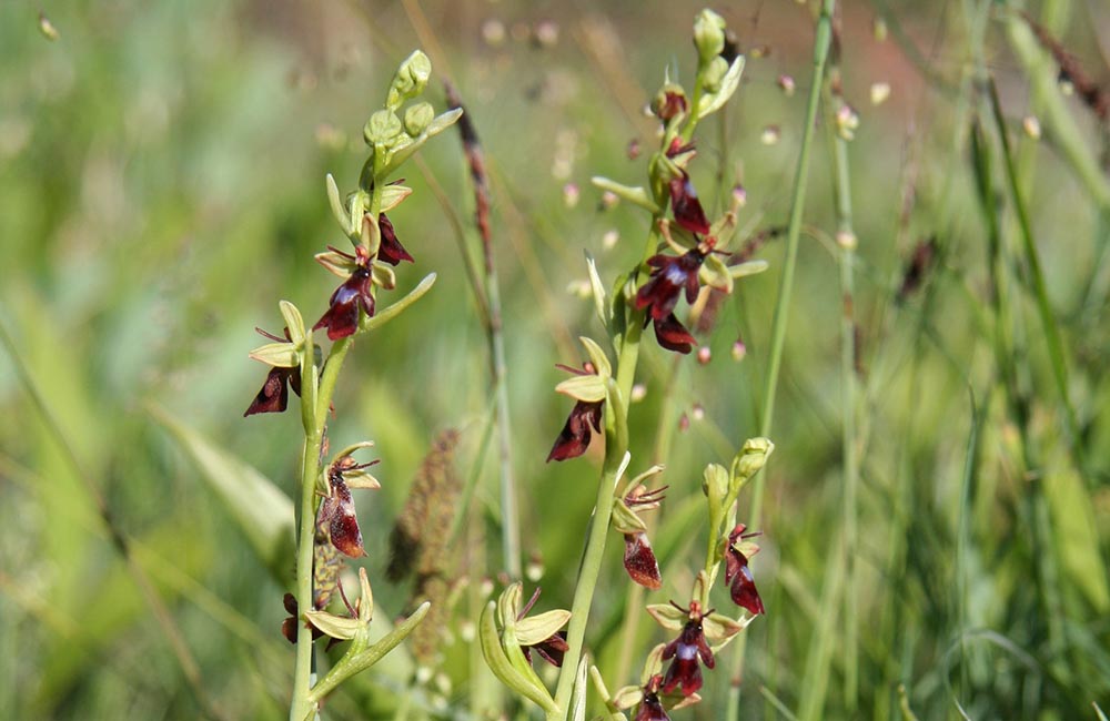 Flugblomster