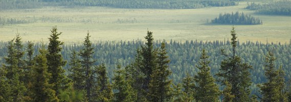 Ekopark Rautiorova - böljande landskap och trolska granskogar 