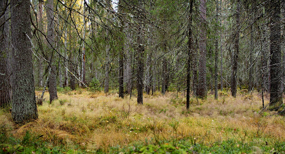 Grannaturskog