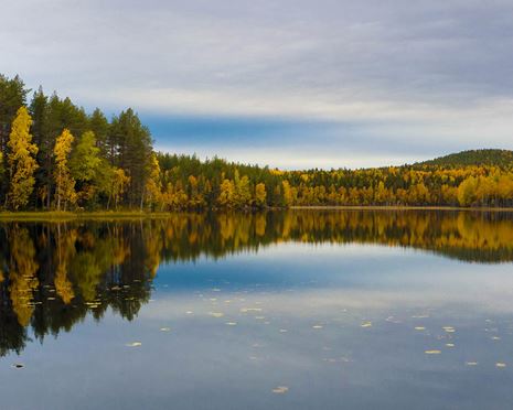 Ekopark Rosfors - asparnas, fåglarnas och vedsvamparnas landskap