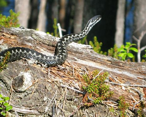 Naturvärden