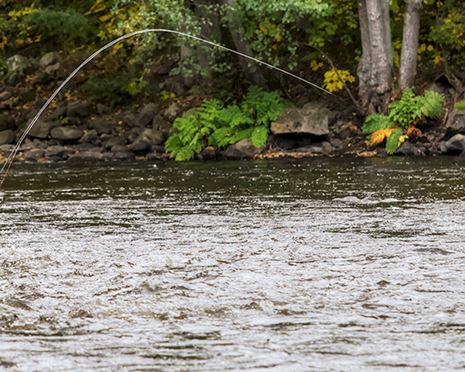 Fishing licences
