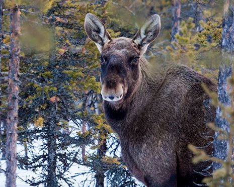 Sveaskogs jaktwebb i ny fas – ökar antalet jägare