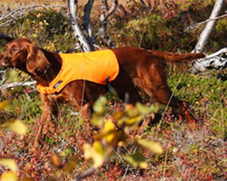Att jaga på Sveaskogs marker