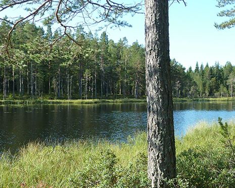 Jaktkort småvilt Hornslandet