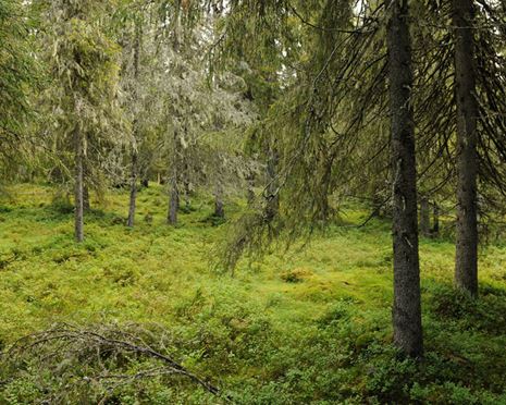 Strövskog - gran