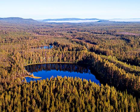 Ekopark Jovan - tjäderns och gammelskogens ekopark