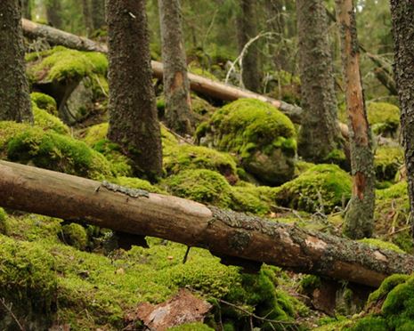 Ekopark Ovansjö - jätteaspar, flodpärlmusslor och vildmarksliv