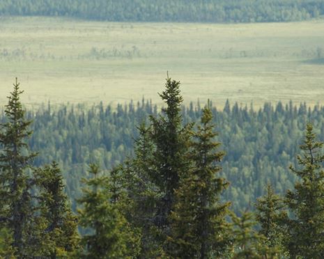 Ekopark Rautiorova - böljande landskap och trolska granskogar