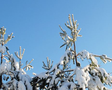 Klimateffekt i skog och värdekedja