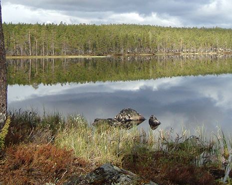 Ekopark Tranuberget - den stenrika ekoparken