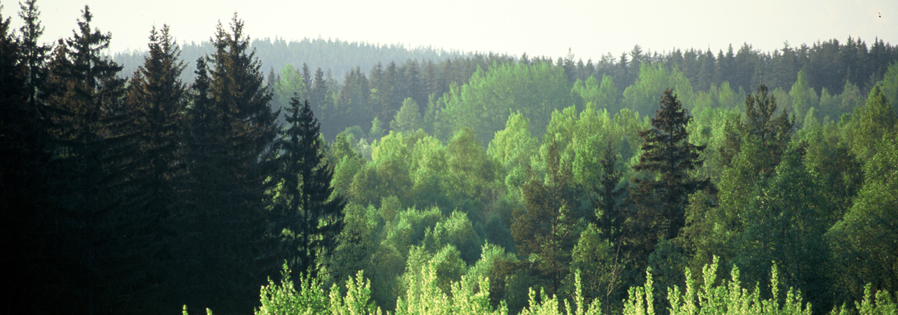 Ett aktivt skogsbruk skapar värden för generationer