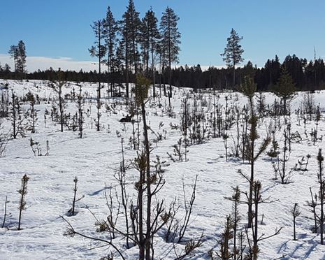 Ansökan om skyddsavskjutning på älg