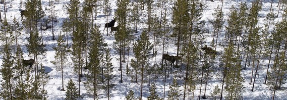 Om Sverige ska nå sin del av de globala klimatmålen behöver vi skogen