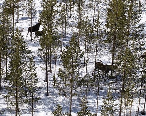 Om Sverige ska nå sin del av de globala klimatmålen behöver vi skogen