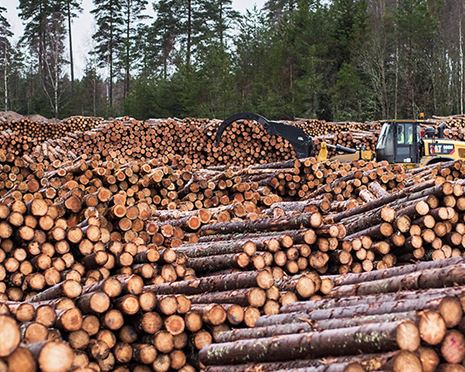 Skogens dyrgripar