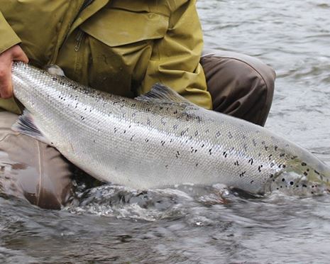 Mörrums Kronolaxfiske och Sveaskog 2017