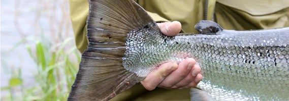 Fiskekort 2018 / Fishing licenses 2018