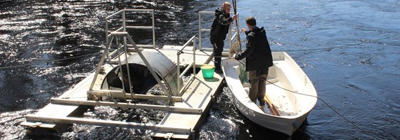 The smolt count