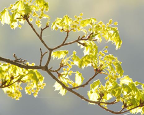 Sveaskog och Skogforsk startar förädlingsprojekt av svenska lövträdsarter
