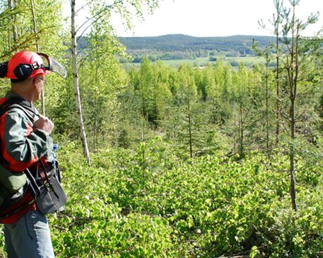 Sveaskog’s interim report January–September 2024: The forest – a secure asset in an uncertain world