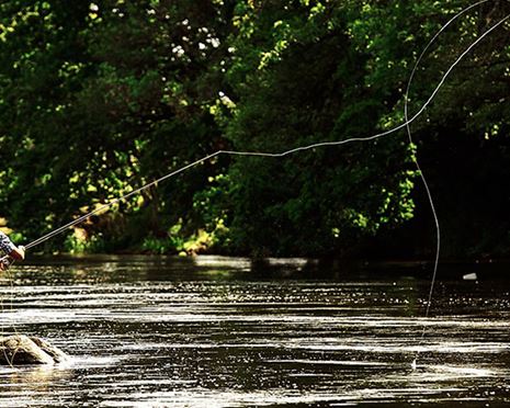 Late summer fishing in river Mörrum