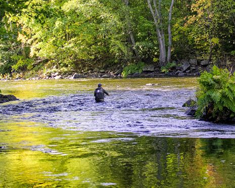 Final week in river Mörrum