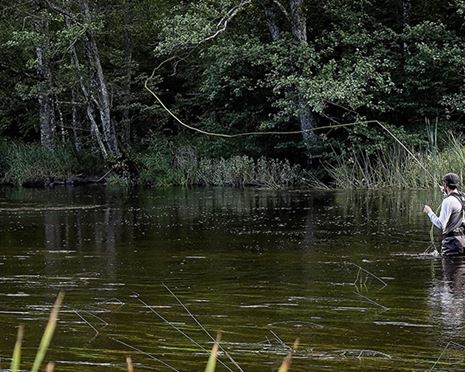 Autumn fishing in river Mörrum