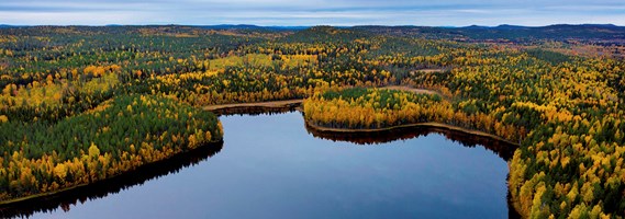 Sveaskogs långsiktiga inriktning för hållbart skogsbruk