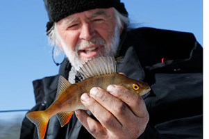 Natursafari i Abborrträsk - genuina fiskeupplevelser i Lapplands inland 