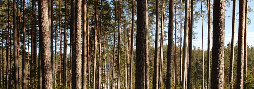 Samarbete kring Oreskogarnas brukande och bevarande