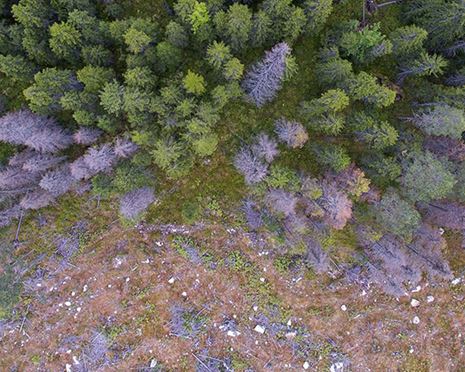 Barkborren fortsätter att orsaka huvudbry för skogsbranschen