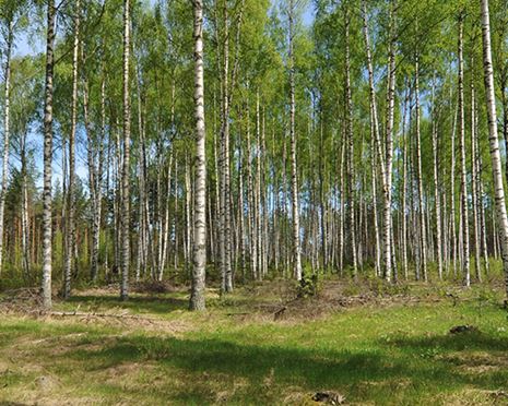 Stort sug efter lövtimmer – och ökat intresse för att odla lövskog i granbarkborrens spår