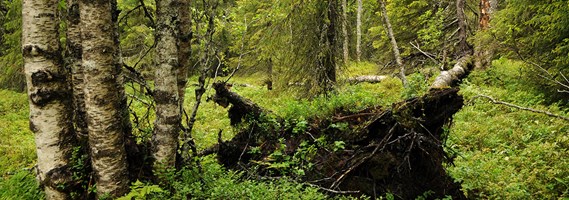 Skogsstyrelsen inför nya krav för nyckelbiotoper i nordvästra Sverige