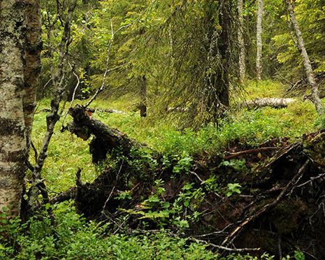 Skogsstyrelsen inför nya krav för nyckelbiotoper i nordvästra Sverige