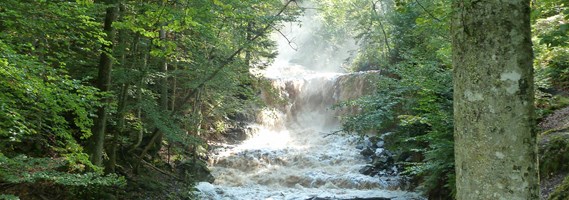 Sveaskog lyfter betydelsen av vattnet i skogslandskapet