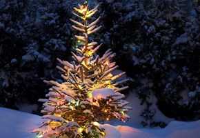 Granen - allt du behöver veta om julens populäraste träd 