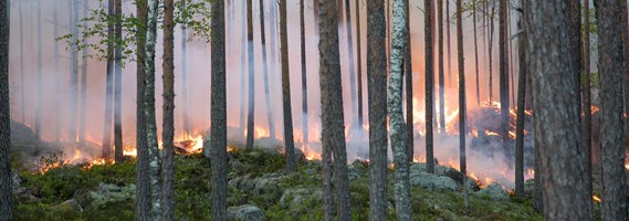 Mer lövskog och bränder utvecklar Sveaskogs naturvårdsskogar