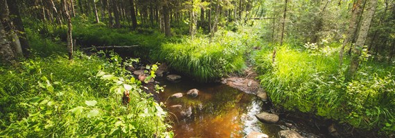 Sveaskog restaurerar vattendrag  i norr  för att stärka skogsmarken och den biologiska mångfalden