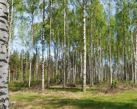 En vacker björkskog kräver stor omsorg