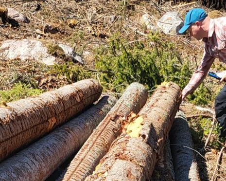 Kampen mot granbarkborren går vidare i Mälardalen