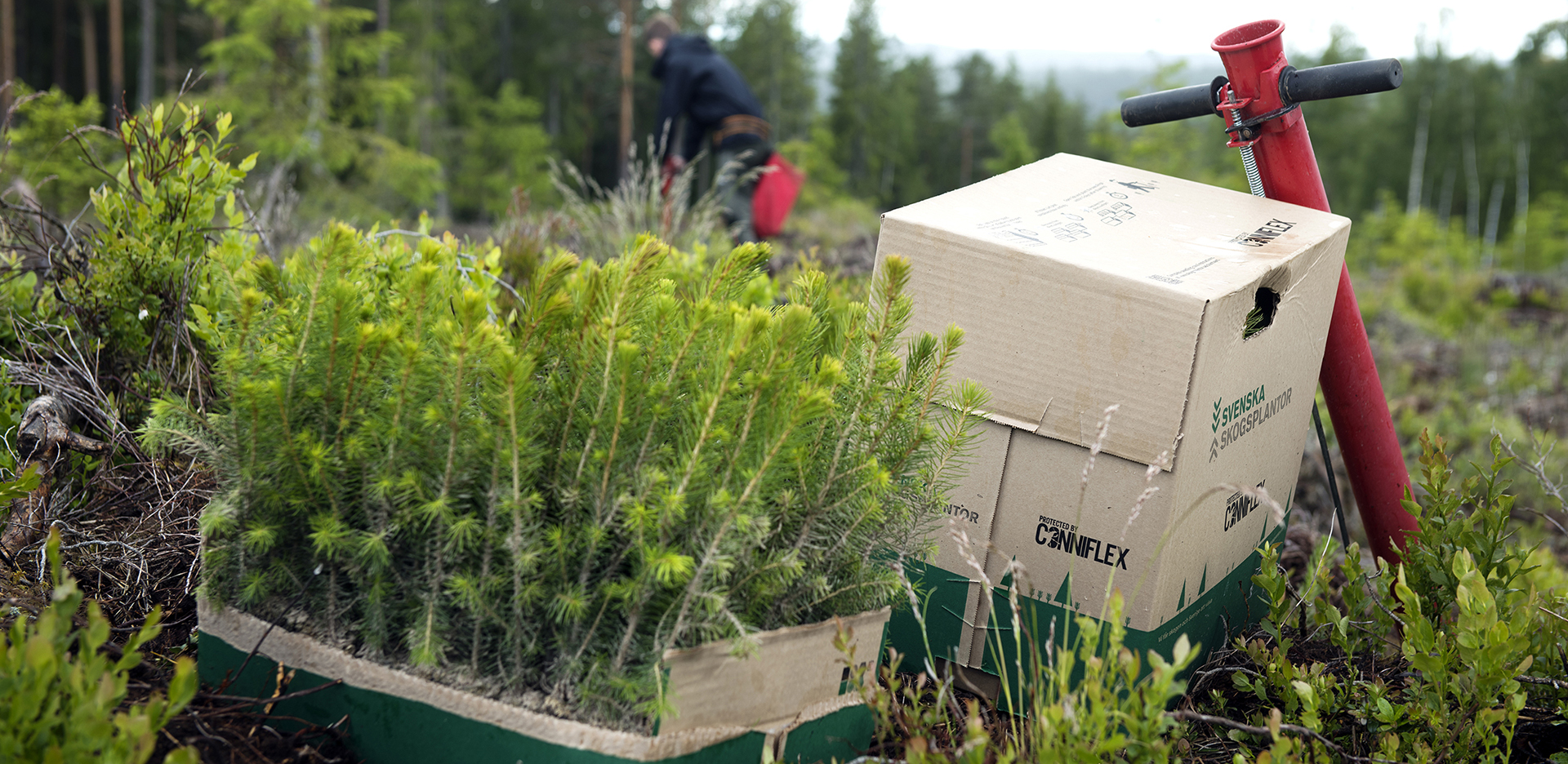 plantlåda.jpg