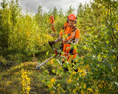 Skogsvård som formar framtidens skogar