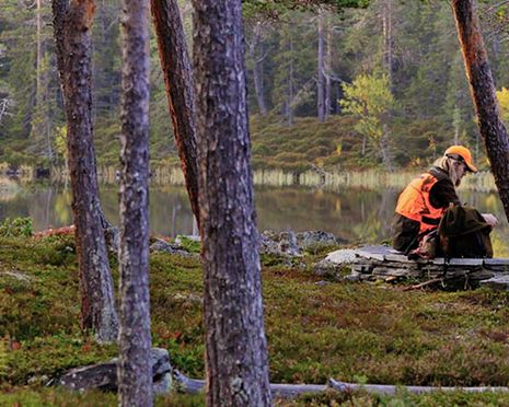 Ökad samsyn i älgskogen