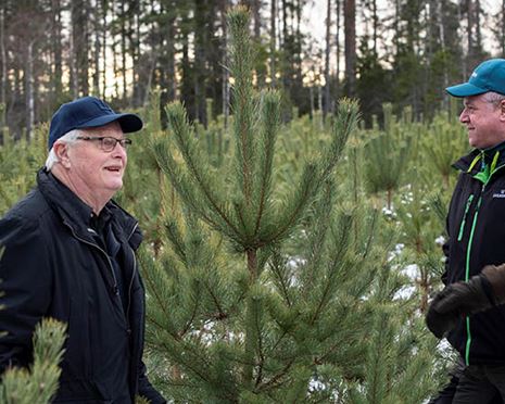 Aktivt skogsägande gav lyckad tallföryngring